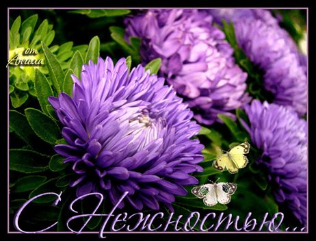 От сердца — Открытки с астрами с Днем Рождения