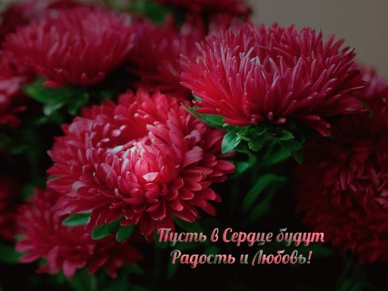 От сердца — Открытки с астрами с Днем Рождения